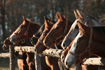 Close-up of foals in the pasture