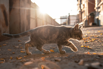 A gray lonely cat sneaks down the street in the fall. yellow leaves under paws. homeless animal....