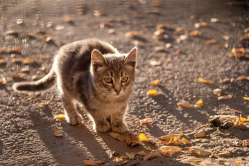 frightened gray cat, pressed to the ground with yellow leaves. lonely homeless cat. discarded pet. cat on the autumn street