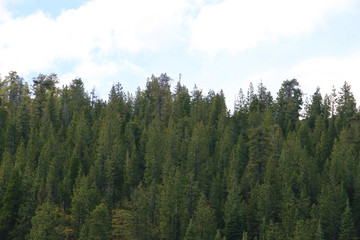 Forest ridge