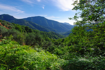 Fototapeta na wymiar Castagniccia forest in Corsica island