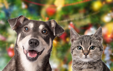 Naklejka na ściany i meble Cat and dog together on the christmas background