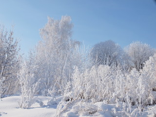Trees in the frost. Winter snow. Russian winter nature. Russia, Ural, Perm region
