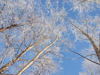 Trees in the frost. Winter snow. Russian winter nature. Russia, Ural, Perm region