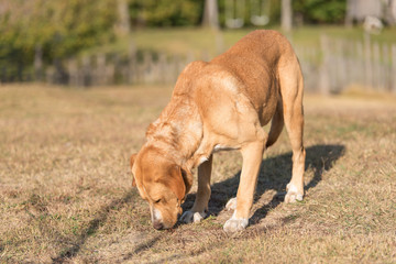 Adorable Labrador dog in the garden