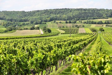 Fototapeta na wymiar Burgenland wine region