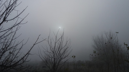 Beautiful mystical surrealistic morning landscape in cold foggy weather with little dim sun on tree...