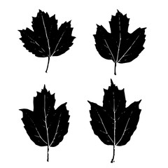 black leaves maple, viburnum, guelder rose silhouettes isolated on white background. Vector