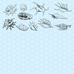 Summer concept with Unique museum collection of sea shells rare endangered species, molluscs black contour on blue background. card banner design with space for text. Vector