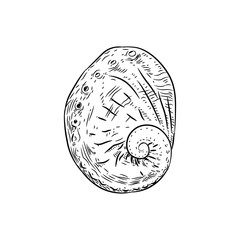 Vetigastropoda is a major taxonomic group of sea snails shell. Sketch black contour on white background. Vector