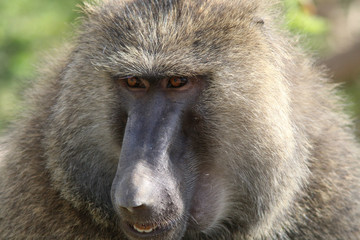 Baboon close-up