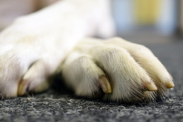 Dog's paw. Horizontal close up image with copy space.