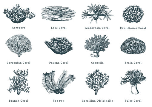 Vector illustrations of corals. Collection of drawn sea polyps on white background.