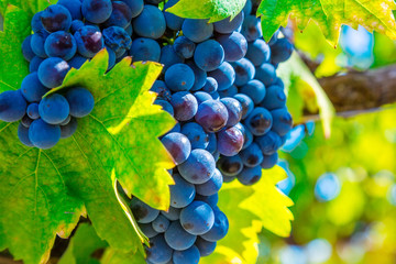 Big cluster of blue grapes on a branch close up
