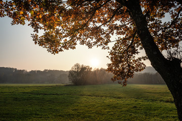 Fototapeta na wymiar Herbstlandschaft mit Baum