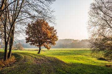 Obraz premium Baum mit Herbstlaub am Weg