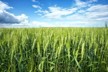 Plexiglas foto achterwand Green ears of wheat under blue sky © alexlukin
