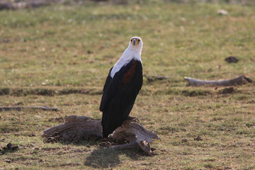 African Fish Eagle
