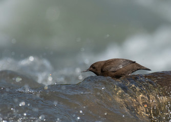 Brown dipper (Cinclus pallasii)