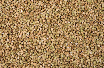 Natural fresh green buckwheat as background.