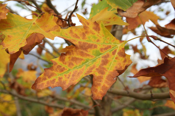 Naklejka na ściany i meble Platanus acerifolia. Plane tree in autumn with yellow and brown leaves 