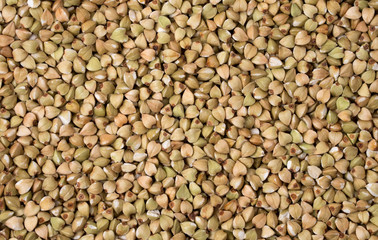 Natural fresh green buckwheat as background.