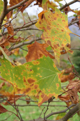 Platanus acerifolia. Plane tree in autumn with yellow and brown leaves
