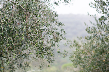 Olive trees in fog morning. Olive trees garden. Mediterranean olive field ready for harvest....