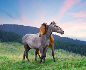 Two horses hugging under pink morning sky