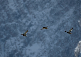 Mallard ducks Flying in mountains range 
