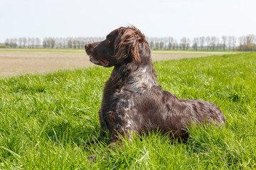 Münsterländer auf dem Deich