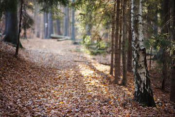 ścieżka leśna © qrrr