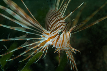 Fototapeta na wymiar Lionfish amongst sea grass