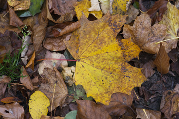 jesienny klonowy liść