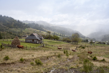 jesienny pejzaż © qrrr