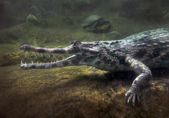 Gavial crocodile in water.