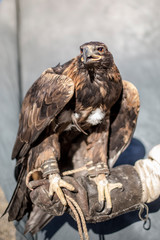 Mongolia - eagle 