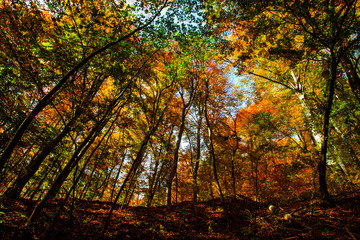 Obraz premium Autumn colors in the Nature park at the Mt Medvednica near Zagreb, Croatia