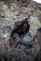 Mongolia - Eagle 