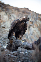 Mongolia - Eagle 