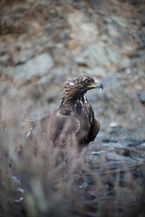 Mongolia - Eagle 