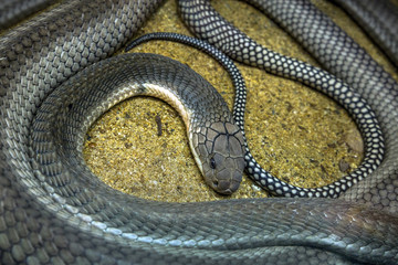 King Cobra lying on the sand.