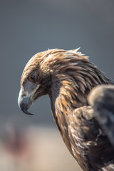 Mongolia - eagle