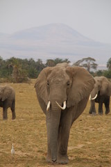 Bull Elephant on the Masai Mara