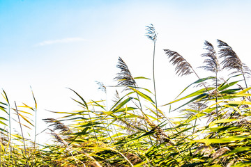 grass and blue sky