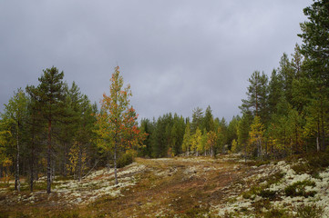 Beautiful autumn forest. Russia, Karelia