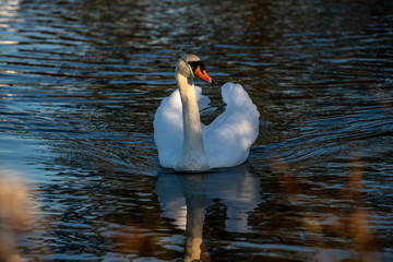swan on lake in sun