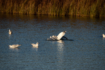 Gulls landing