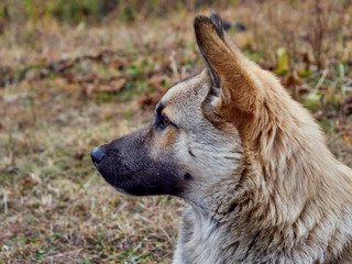 dog wary looking to the side with reddish fur with black snout