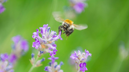 The Bee